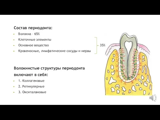 Состав периодонта: Волокна – 65% Клеточные элементы Основное вещество 35% Кровеносные, лимфатические