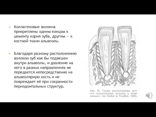 Коллагеновые волокна прикреплены одним концом к цементу корня зуба, другим — к