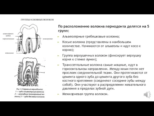 По расположению волокна периодонта делятся на 5 групп: Альвеолярные гребешковые волокна; Косые