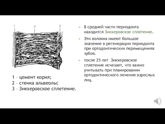 1 – цемент корня; 2 – стенка альвеолы; 3 – Зикхеровское сплетение.