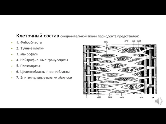 Клеточный состав соединительной ткани периодонта представлен: 1. Фибробласты 2. Тучные клетки 3.