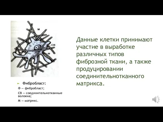 Данные клетки принимают участие в выработке различных типов фиброзной ткани, а также