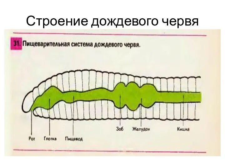 Строение дождевого червя