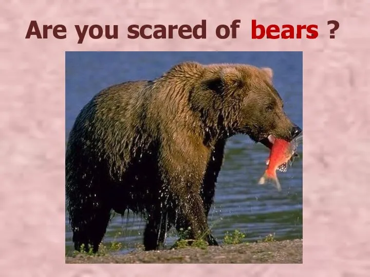 Are you scared of ? . . . . . bears