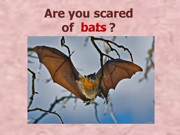 Are you scared of ? . . . . bats