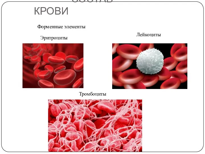 СОСТАВ КРОВИ Эритроциты Лейкоциты Тромбоциты Форменные элементы