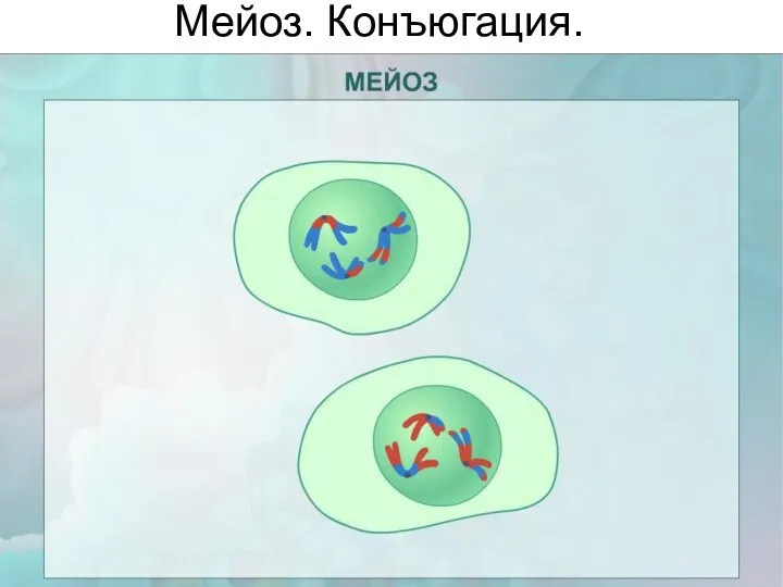 Мейоз. Конъюгация.