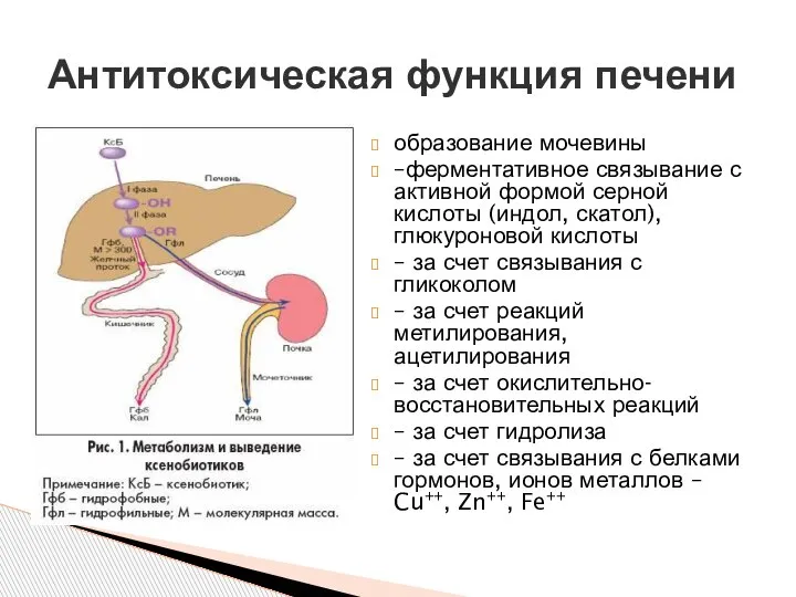 образование мочевины –ферментативное связывание с активной формой серной кислоты (индол, скатол), глюкуроновой