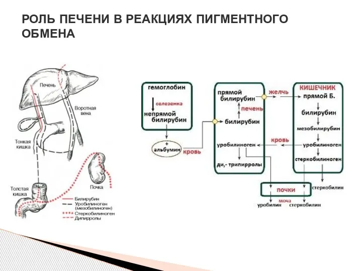 РОЛЬ ПЕЧЕНИ В РЕАКЦИЯХ ПИГМЕНТНОГО ОБМЕНА