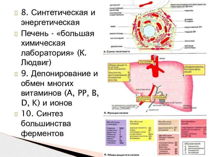 8. Синтетическая и энергетическая Печень - «большая химическая лаборатория» (К. Людвиг) 9.