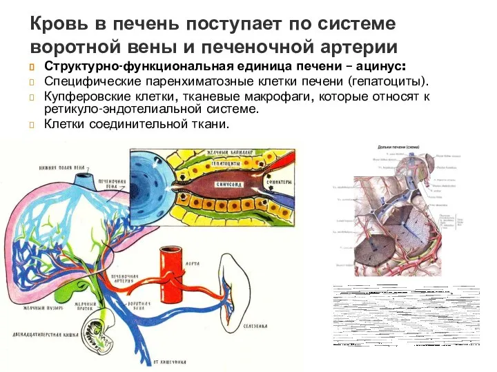 Кровь в печень поступает по системе воротной вены и печеночной артерии Структурно-функциональная