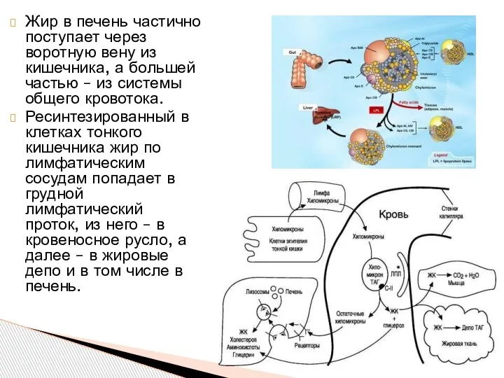 Жир в печень частично поступает через воротную вену из кишечника, а большей