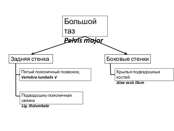 Большой таз Pelvis major Задняя стенка Боковые стенки Пятый поясничный позвонок, Vertebra