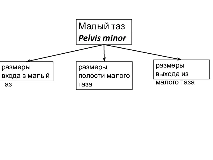 Малый таз Pelvis minor размеры входа в малый таз размеры полости малого