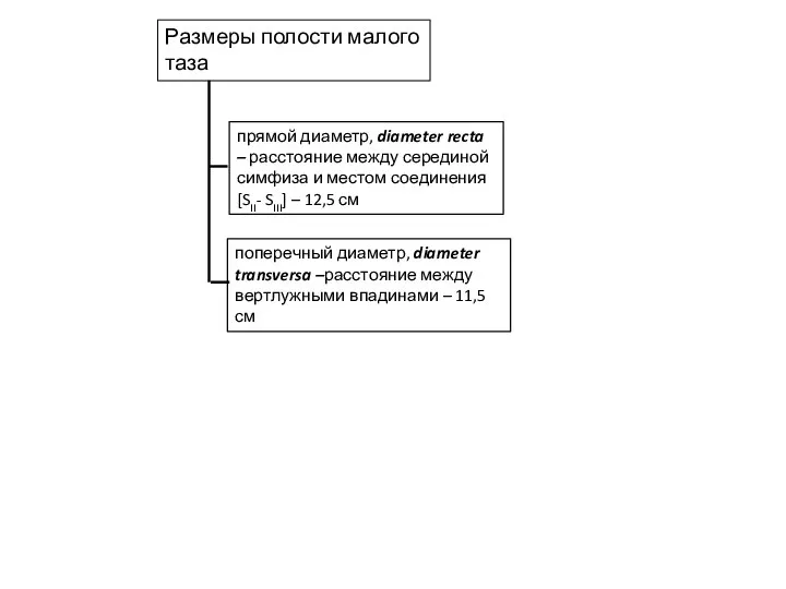 Размеры полости малого таза поперечный диаметр, diameter transversa –расстояние между вертлужными впадинами