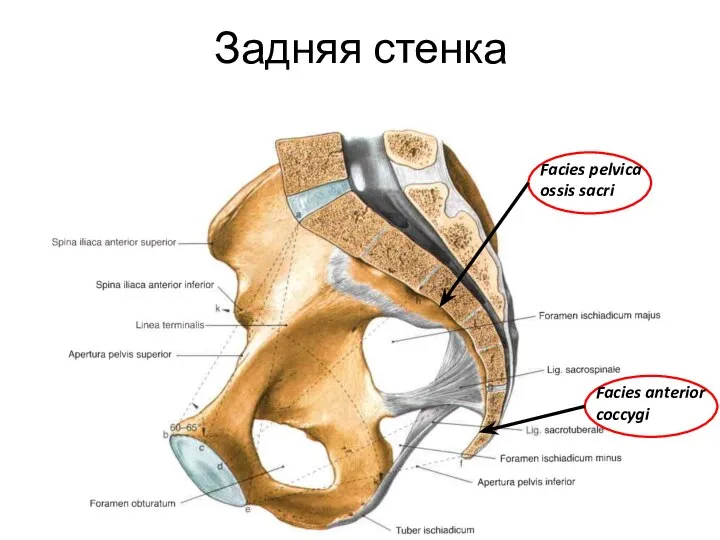 Задняя стенка Facies pelvica ossis sacri Facies anterior coccygi