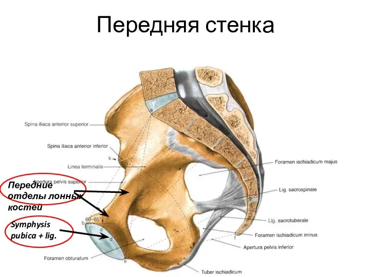 Передняя стенка Symphysis pubica + lig. Передние отделы лонных костей
