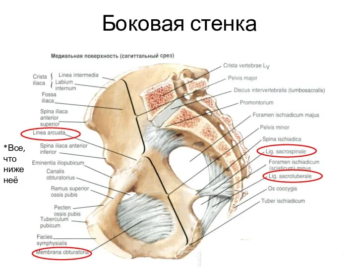 Боковая стенка *Все, что ниже неё