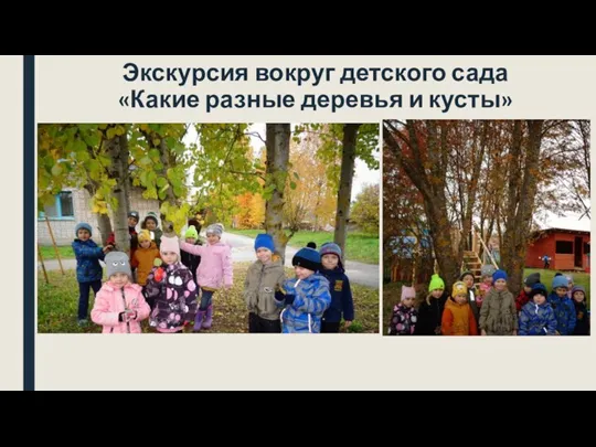Экскурсия вокруг детского сада «Какие разные деревья и кусты»