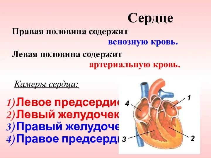 Правая половина содержит венозную кровь. Левая половина содержит артериальную кровь. Камеры сердца: