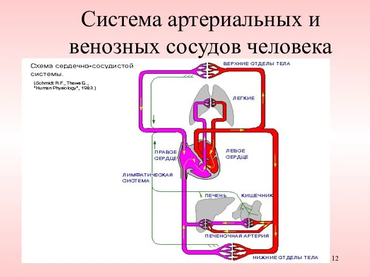 Система артериальных и венозных сосудов человека