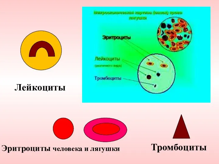 Эритроциты человека и лягушки Лейкоциты Тромбоциты
