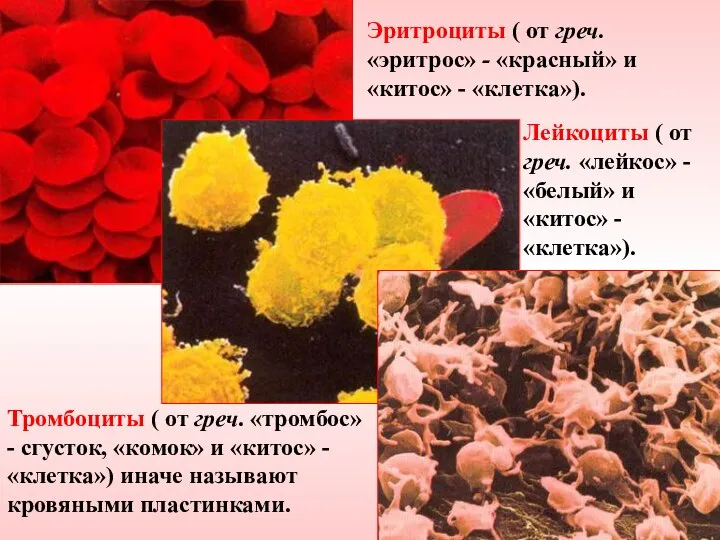 Эритроциты ( от греч. «эритрос» - «красный» и «китос» - «клетка»). Лейкоциты