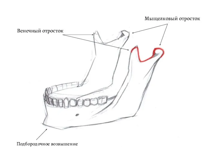 Венечный отросток Мыщелковый отросток Подбородочное возвышение