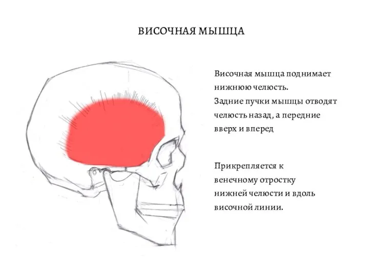 ВИСОЧНАЯ МЫШЦА Височная мышца поднимает нижнюю челюсть. Задние пучки мышцы отводят челюсть