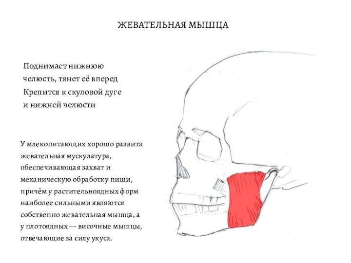 ЖЕВАТЕЛЬНАЯ МЫШЦА Крепится к скуловой дуге и нижней челюсти Поднимает нижнюю челюсть,