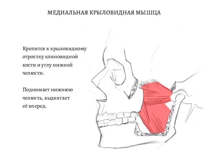 МЕДИАЛЬНАЯ КРЫЛОВИДНАЯ МЫШЦА Крепится к крыловидному отростку клиновидной кости и углу нижней