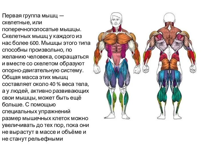 Первая группа мышц — скелетные, или поперечнополосатые мышцы. Скелетных мышц у каждого