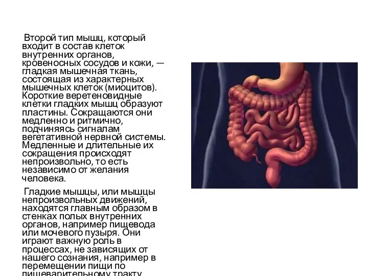 Второй тип мышц, который входит в состав клеток внутренних органов, кровеносных сосудов