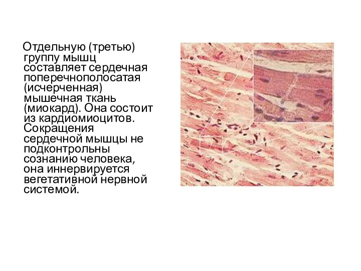 Отдельную (третью) группу мышц составляет сердечная поперечнополосатая (исчерченная) мышечная ткань (миокард). Она