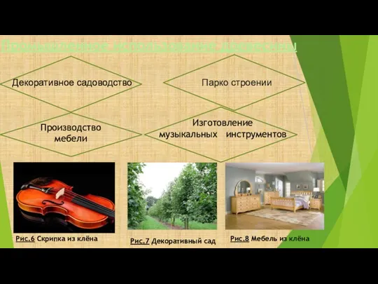 Промышленное использование древесины Декоративное садоводство Парко строении Производство мебели Рис.6 Скрипка из