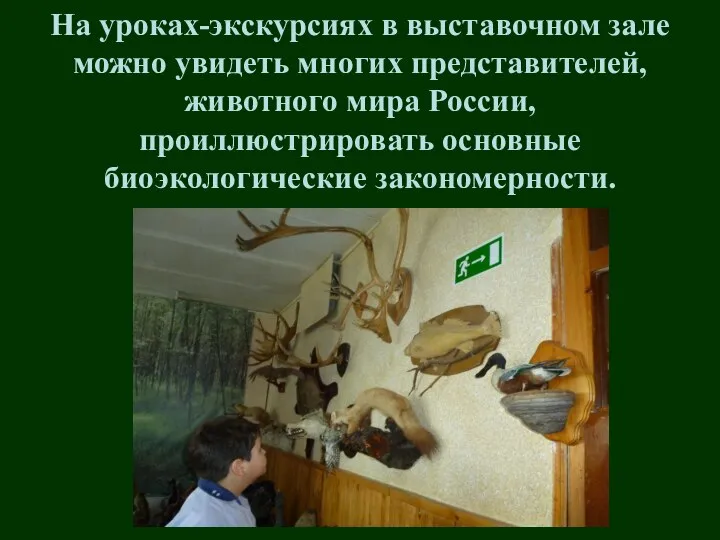 На уроках-экскурсиях в выставочном зале можно увидеть многих представителей, животного мира России, проиллюстрировать основные биоэкологические закономерности.