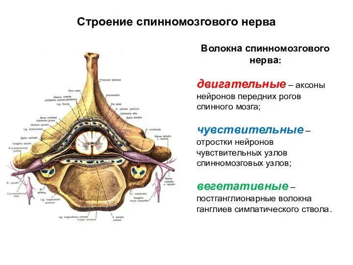 Строение спинномозгового нерва Волокна спинномозгового нерва: двигательные – аксоны нейронов передних рогов
