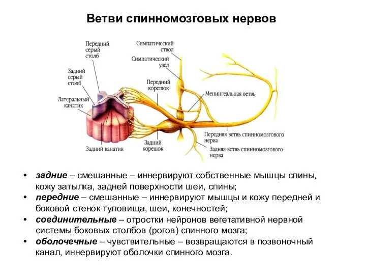 Ветви спинномозговых нервов задние – смешанные – иннервируют собственные мышцы спины, кожу