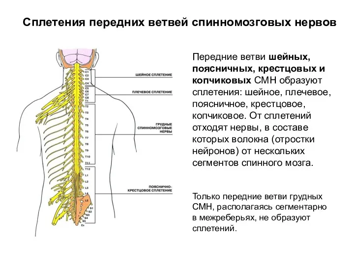 Сплетения передних ветвей спинномозговых нервов Передние ветви шейных, поясничных, крестцовых и копчиковых