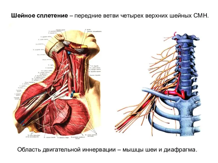 Область двигательной иннервации – мышцы шеи и диафрагма. Шейное сплетение – передние
