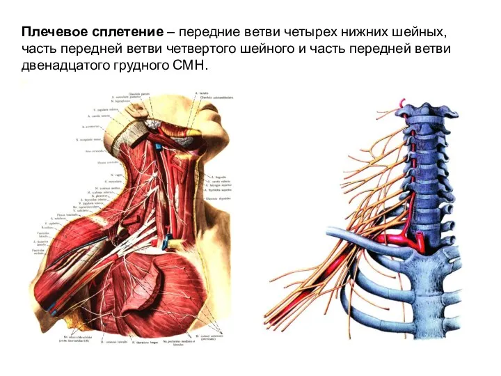 Плечевое сплетение – передние ветви четырех нижних шейных, часть передней ветви четвертого