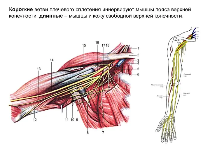 Короткие ветви плечевого сплетения иннервируют мышцы пояса верхней конечности, длинные – мышцы