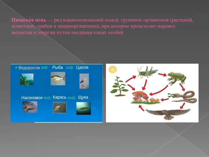 Пищева́я цепь — ряд взаимоотношений между группами организмов (растений, животных, грибов и
