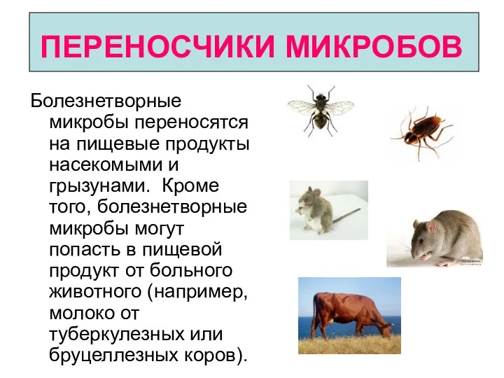 ПЕРЕНОСЧИКИ МИКРОБОВ Болезнетворные микробы переносятся на пищевые продукты насекомыми и грызунами. Кроме