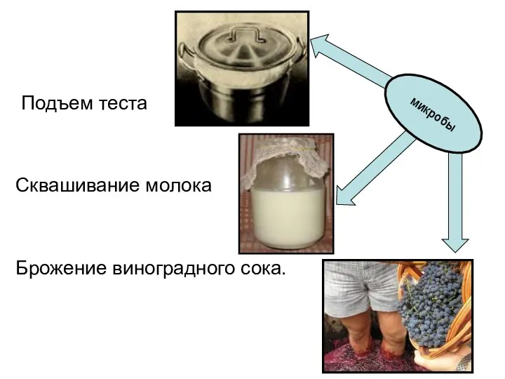 Подъем теста Сквашивание молока Брожение виноградного сока. микробы