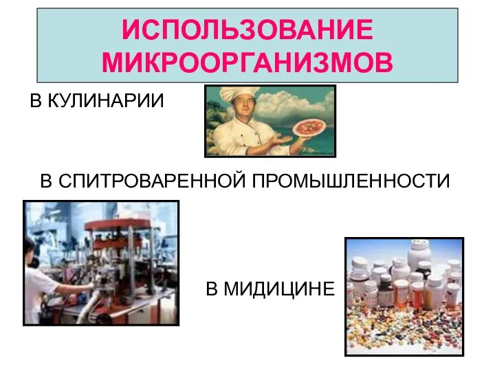 ИСПОЛЬЗОВАНИЕ МИКРООРГАНИЗМОВ В КУЛИНАРИИ В СПИТРОВАРЕННОЙ ПРОМЫШЛЕННОСТИ В МИДИЦИНЕ