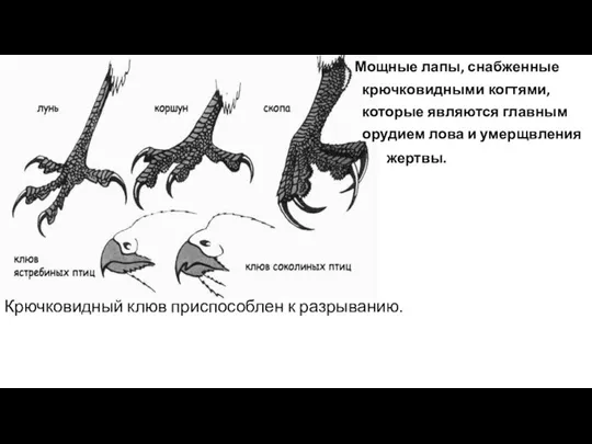 Мощные лапы, снабженные крючковидными когтями, которые являются главным орудием лова и умерщвления