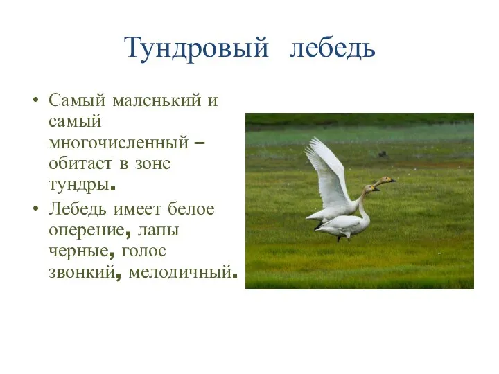 Тундровый лебедь Самый маленький и самый многочисленный – обитает в зоне тундры.