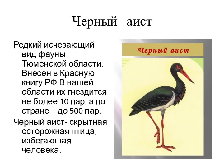 Черный аист Редкий исчезающий вид фауны Тюменской области. Внесен в Красную книгу