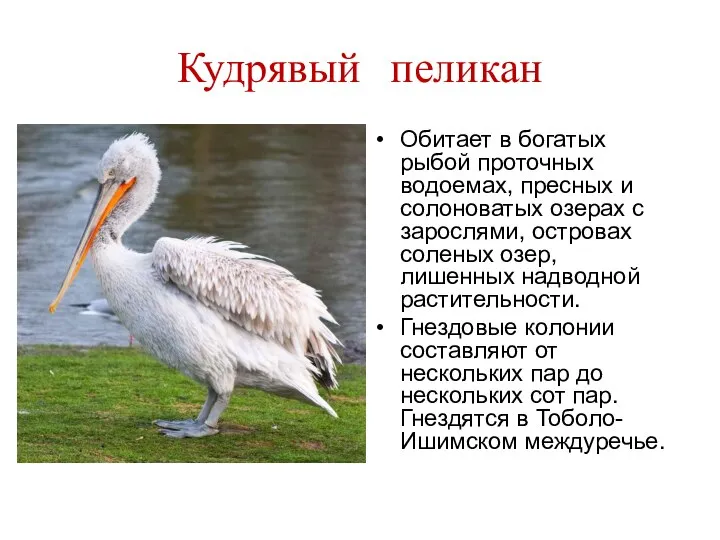 Кудрявый пеликан Обитает в богатых рыбой проточных водоемах, пресных и солоноватых озерах